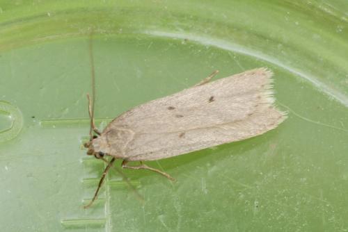 Réf. 288 432 : Acompsia sp.